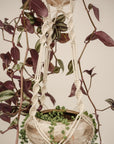 Macramé plant hanger, "Jungle Trail"