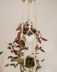 Macramé plant hanger, "Jungle Trail"